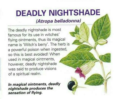 Purple nightshade witchcraft